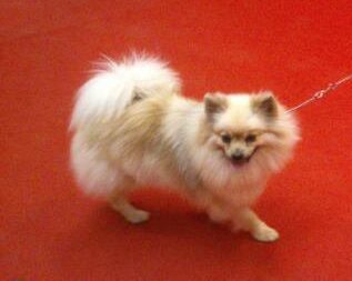 CH. Garwen elfic princess De Chantrsarre