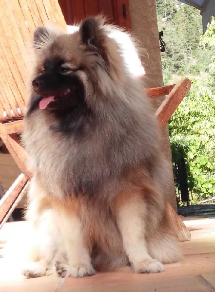 Loup De Chantrsarre