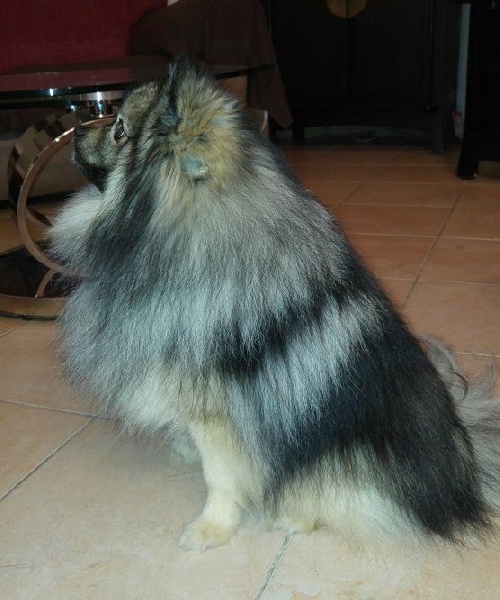 Harnor dit simba De Chantrsarre