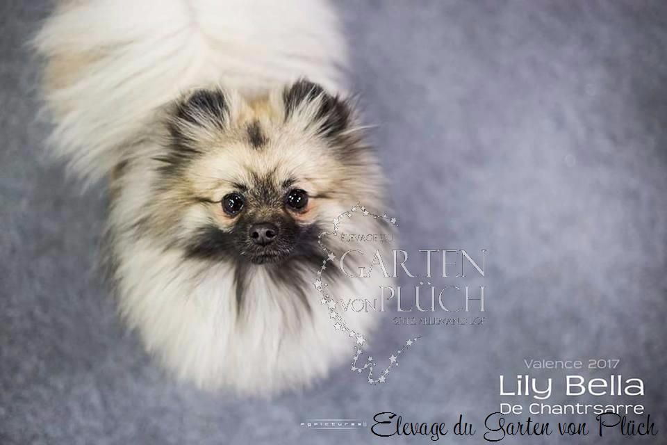 Lily bella De Chantrsarre