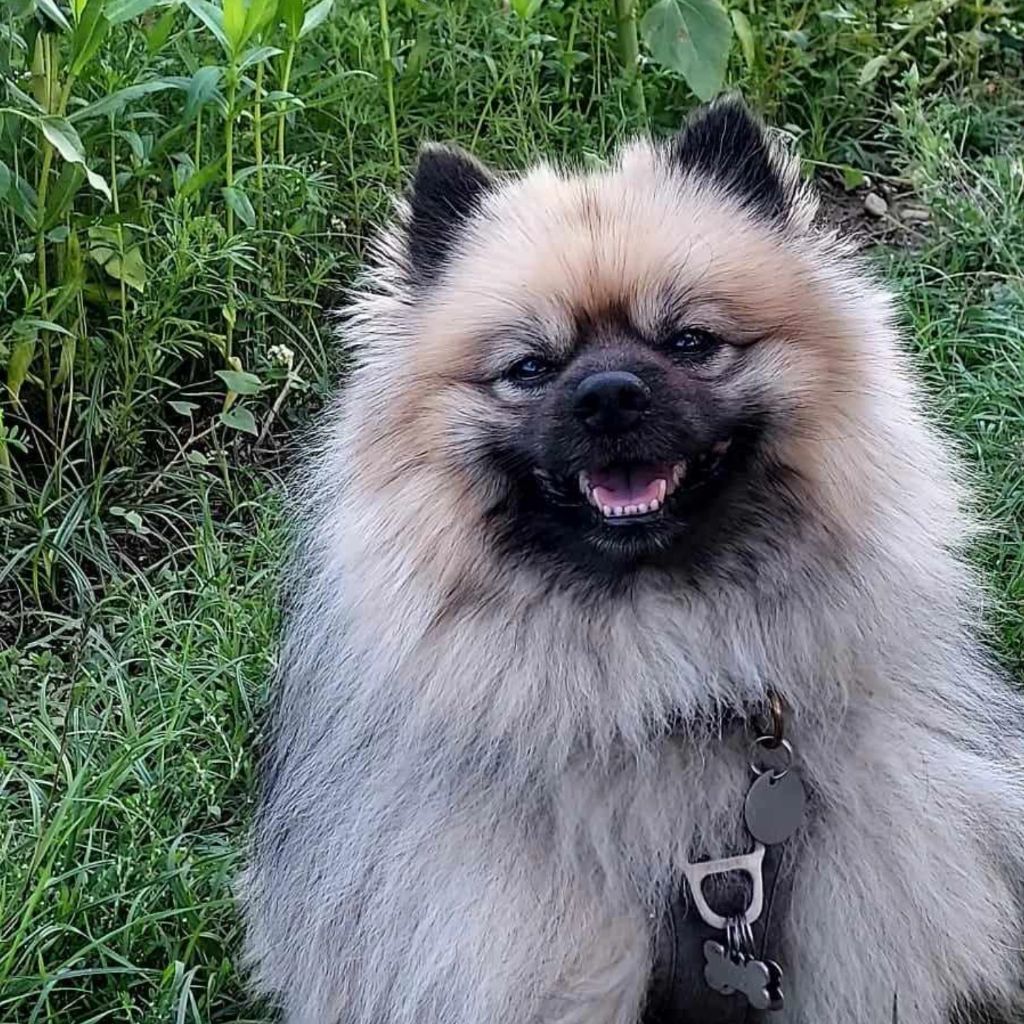 True love drogon dit tao De Chantrsarre