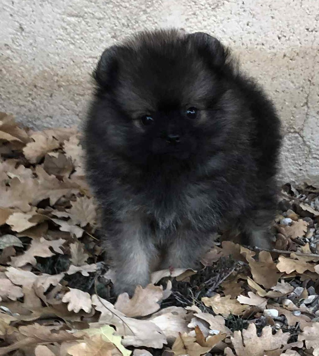 Arrakis lil Amour dit Audo De Chantrsarre