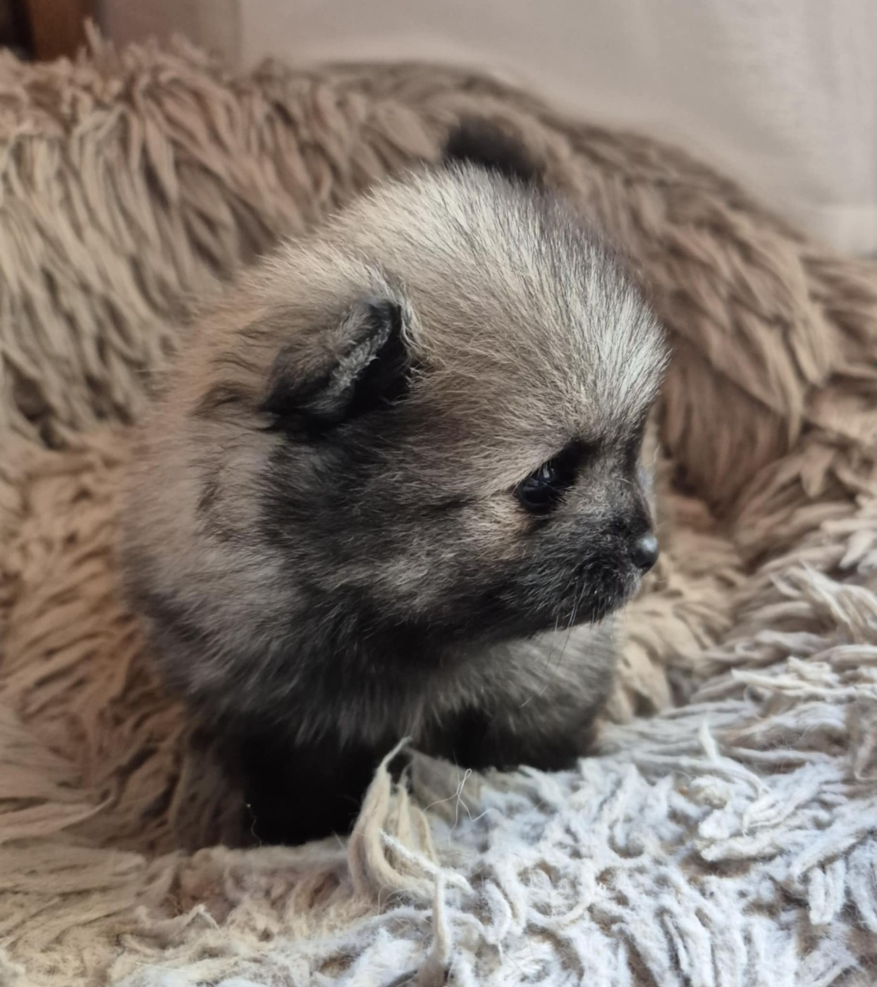 Arda Celtic Legend De Chantrsarre