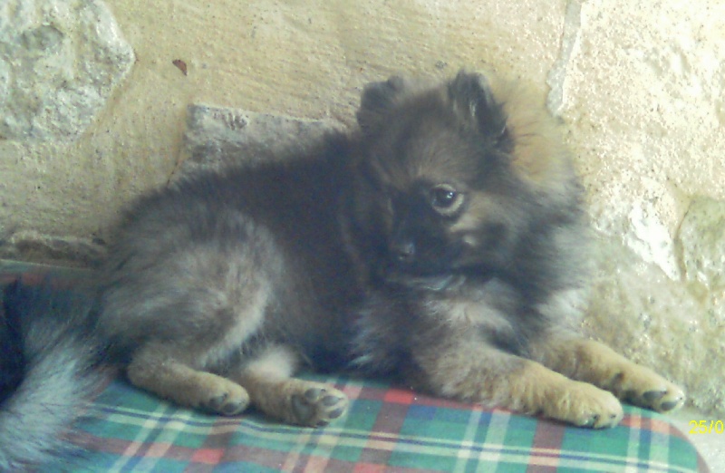 Album Chiots nés chez moi