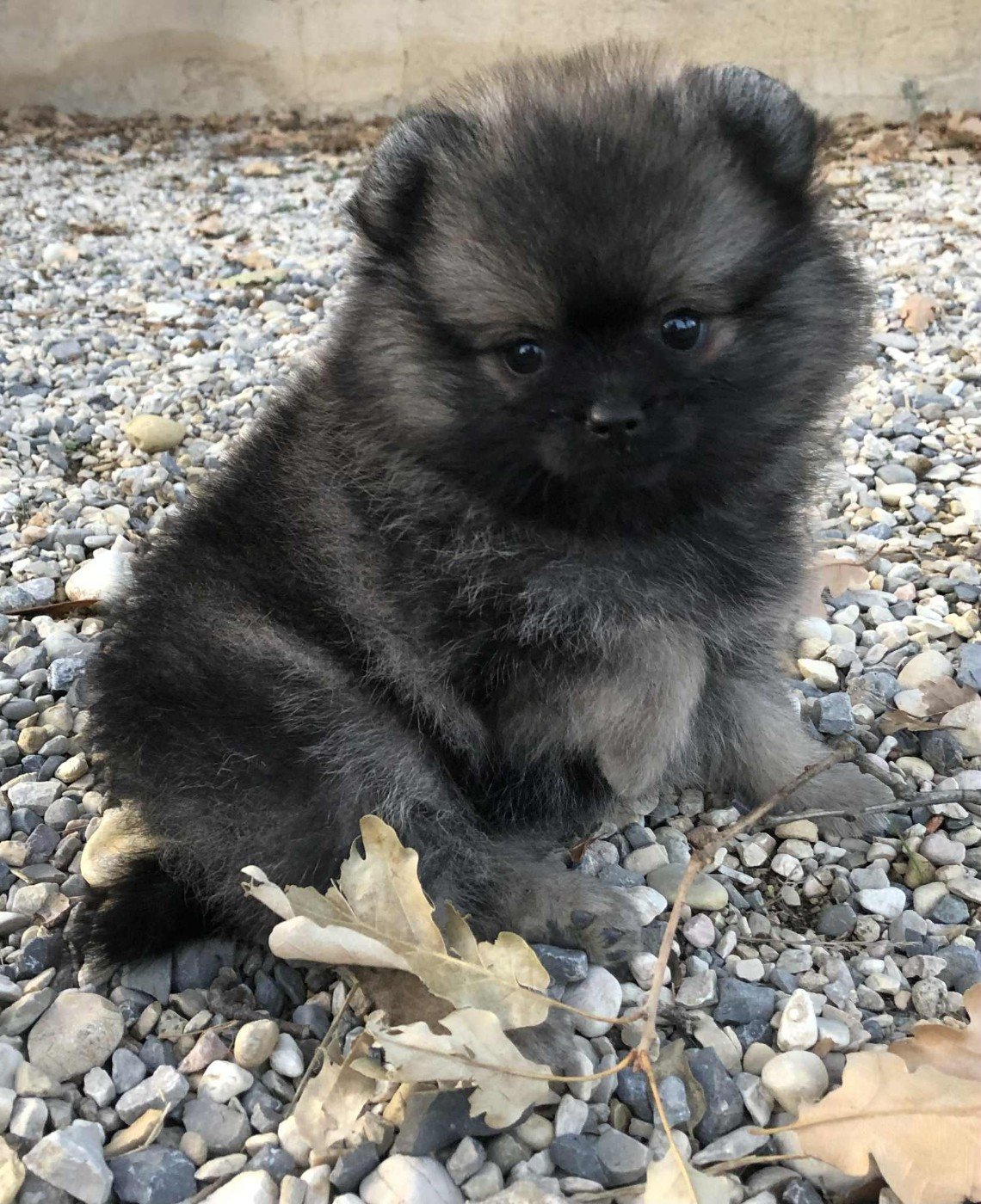 De Chantrsarre - Chiots disponibles - Spitz allemand