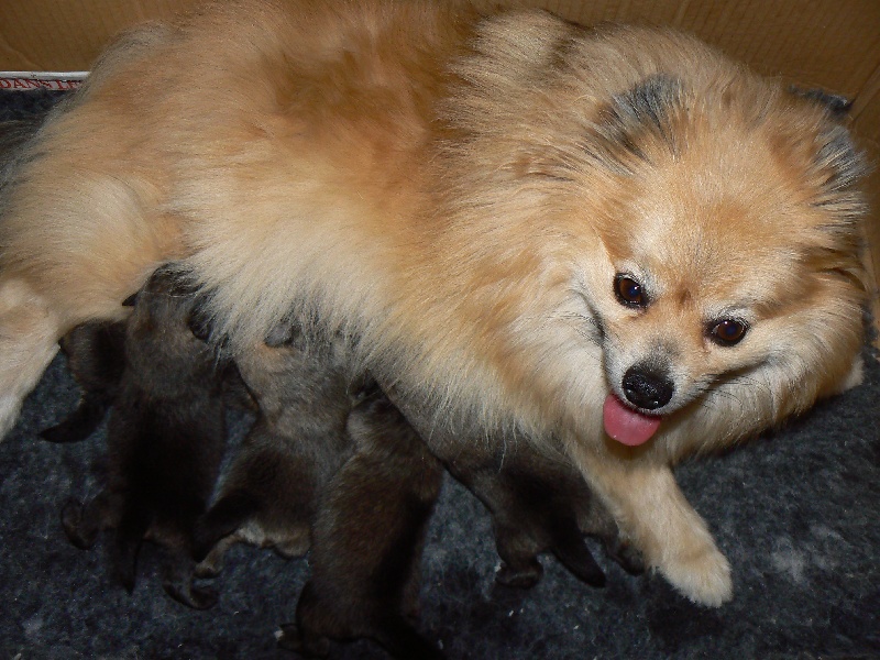 Chiot Spitz allemand De Chantrsarre